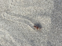 Pseudomethoca connectens