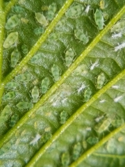 Pterocallis maculatus