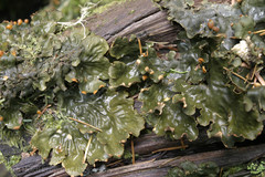Peltigera degenii