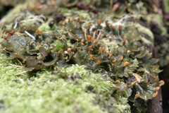 Peltigera degenii