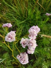Limonium flexuosum