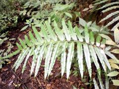 Cyathea speciosa