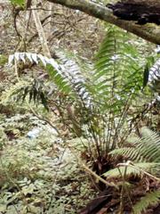 Cyathea speciosa