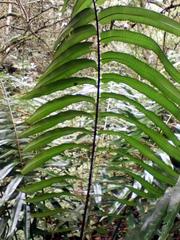 Cyathea speciosa