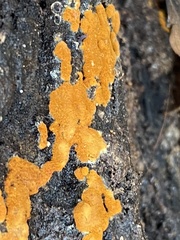 Botryobasidium aureum