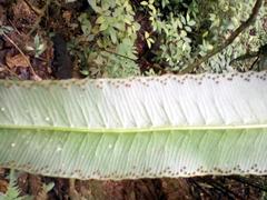 Cyathea speciosa