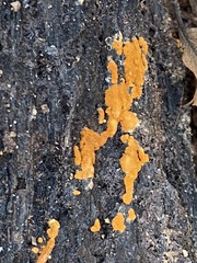 Botryobasidium aureum