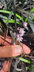 Ophiopogon planiscapus