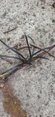 Ophiopogon planiscapus