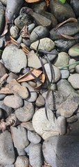 Ophiopogon planiscapus