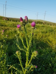 Carduus dahuricus