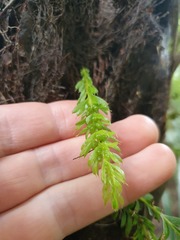 Tmesipteris sigmatifolia