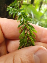 Tmesipteris sigmatifolia