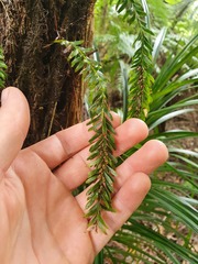 Tmesipteris sigmatifolia
