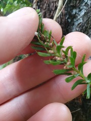 Tmesipteris sigmatifolia