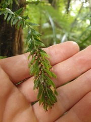 Tmesipteris sigmatifolia