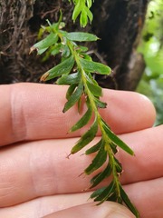 Tmesipteris sigmatifolia