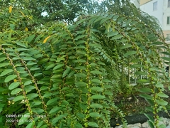 Bridelia tomentosa