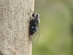 Myopsalta mackinlayi