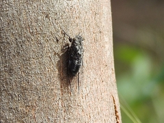 Myopsalta mackinlayi