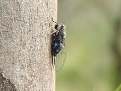 Myopsalta mackinlayi