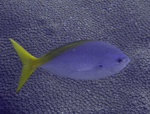 Fusilier (Redbelly Fusilier)