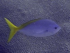 Fusilier (Redbelly Fusilier)