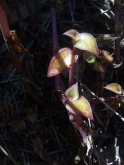 Callisia repens