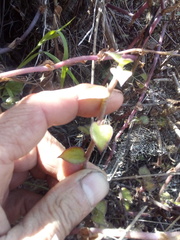 Callisia repens