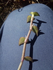 Callisia repens
