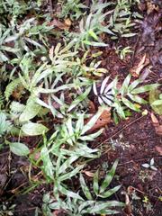 Blechnum gracile