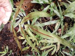 Blechnum gracile