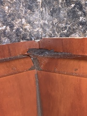 Hemidactylus mabouia