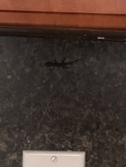 Hemidactylus mabouia