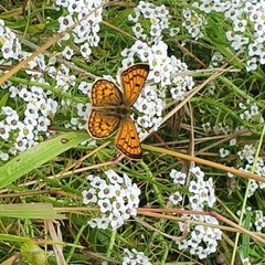 Lycaena salustius