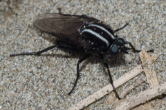 Megathereva atritibia