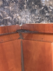 Hemidactylus mabouia