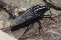 Megathereva atritibia