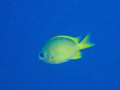 Chromis analis
