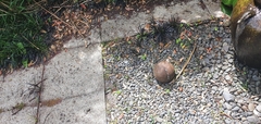 Ophiopogon planiscapus