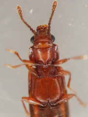 Pediacus ommatodon