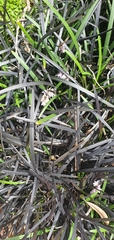 Ophiopogon planiscapus