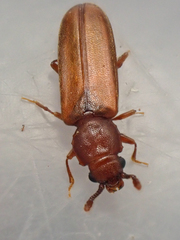 Pediacus ommatodon