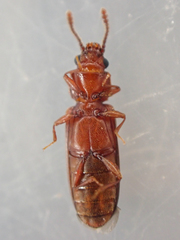 Pediacus ommatodon