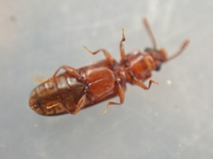Pediacus ommatodon
