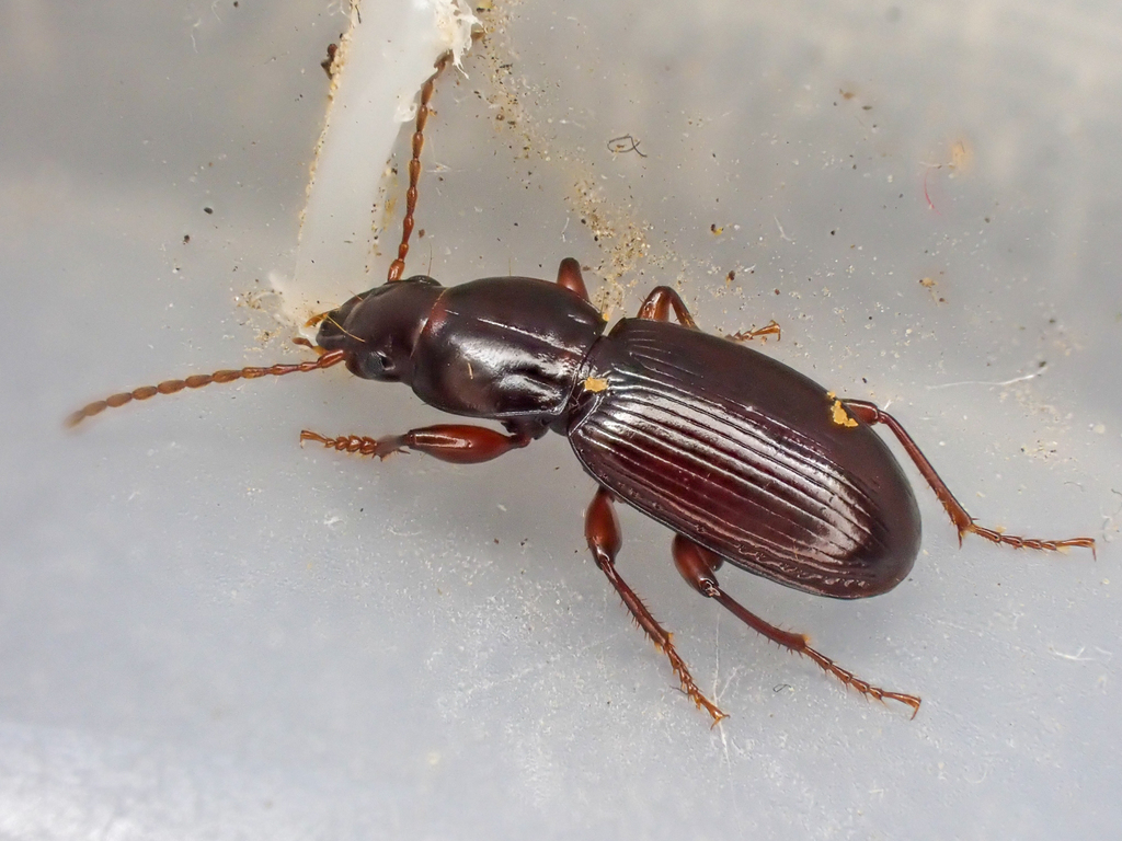 Pterostichus lobatus