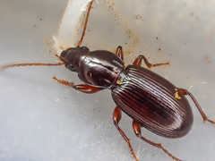 Pterostichus lobatus