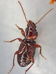 Pterostichus lobatus