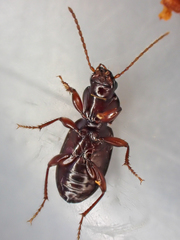 Pterostichus lobatus