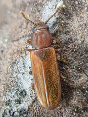 Pediacus ommatodon